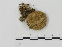 登錄號:F0001876藏品圖，第1張