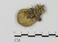登錄號:F0001876藏品圖，第3張