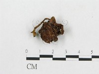 登錄號:F0001877藏品圖，第1張