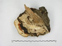 松生擬層孔菌藏品圖，第3張