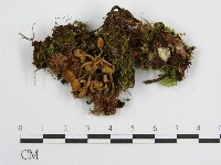 登錄號:F0001879藏品圖，第1張