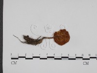 登錄號:F0001880藏品圖，第1張