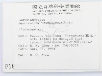 杯傘屬藏品圖，第2張