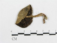 登錄號:F0001882藏品圖，第1張