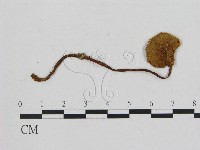 登錄號:F0001884藏品圖，第1張