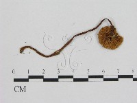 登錄號:F0001884藏品圖，第3張