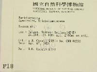 小菇屬藏品圖，第2張