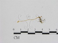 小菇屬藏品圖，第1張