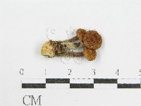 登錄號:F0001886藏品圖，第3張