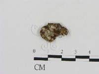 登錄號:F0001889藏品圖，第1張