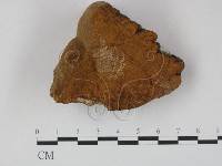 木層孔菌屬藏品圖，第1張