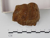 木層孔菌屬藏品圖，第3張