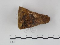 木層孔菌屬藏品圖，第4張