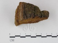 木層孔菌屬藏品圖，第5張