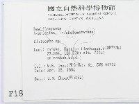 杯傘屬藏品圖，第2張