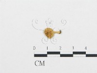 杯傘屬藏品圖，第1張