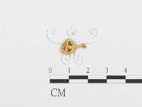 杯傘屬藏品圖，第3張