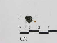 小菇屬藏品圖，第3張