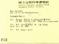 微皮傘屬藏品圖，第2張