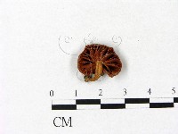 微皮傘屬藏品圖，第3張