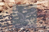 登錄號:F0001901藏品圖，第3張