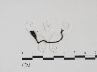 炭角菌屬藏品圖，第1張