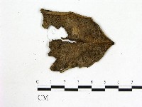 登錄號:F0001909藏品圖，第3張