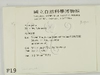 炭角菌屬藏品圖，第2張