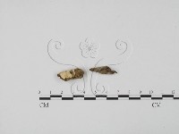 登錄號:F0001911藏品圖，第3張