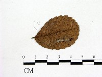 登錄號:F0001913藏品圖，第1張