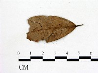 登錄號:F0001917藏品圖，第3張