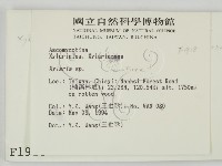 炭角菌屬藏品圖，第2張