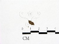 登錄號:F0001920藏品圖，第1張