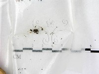 鬼傘屬藏品圖，第1張