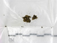 登錄號:F0001924藏品圖，第1張