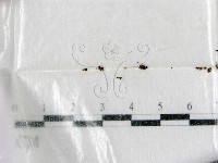 登錄號:F0001927藏品圖，第1張