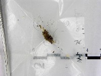 登錄號:F0001930藏品圖，第1張