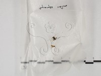登錄號:F0001931藏品圖，第1張