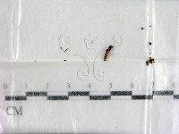 登錄號:F0001932藏品圖，第1張