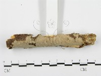 登錄號:F0001936藏品圖，第5張