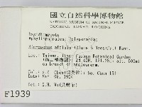 相鄰小孔菌藏品圖，第2張