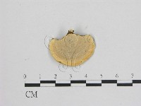 相鄰小孔菌藏品圖，第4張