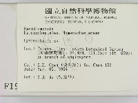 刺革菌屬藏品圖，第2張