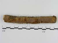 刺革菌屬藏品圖，第1張