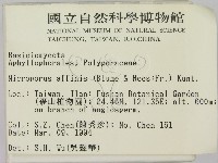 相鄰小孔菌藏品圖，第2張