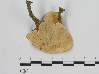 相鄰小孔菌藏品圖，第3張