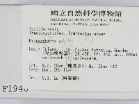 刺革菌屬藏品圖，第2張