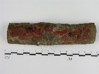 刺革菌屬藏品圖，第1張
