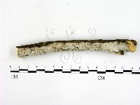 刺皮菌屬藏品圖，第1張