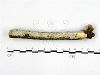 刺皮菌屬藏品圖，第3張